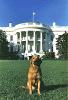 A1831-09A. Liberty on the South Lawn of the White House. November 8, 1974