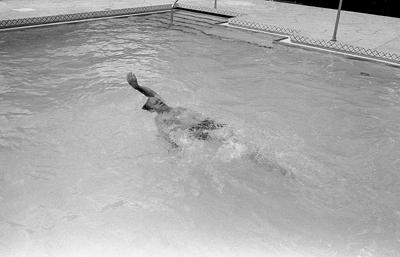A5325-21A - President Ford swimming in the new White House pool. July 1, 1975.